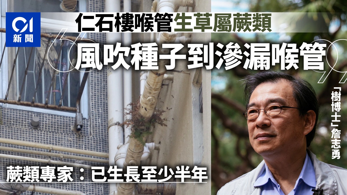 石蔭邨仁石樓喉管長蕨類 「樹博士」詹志勇:風吹種子到滲漏喉管 石蔭邨仁石樓喉管長蕨類 「樹博士」詹志勇:風吹種子到滲漏喉管