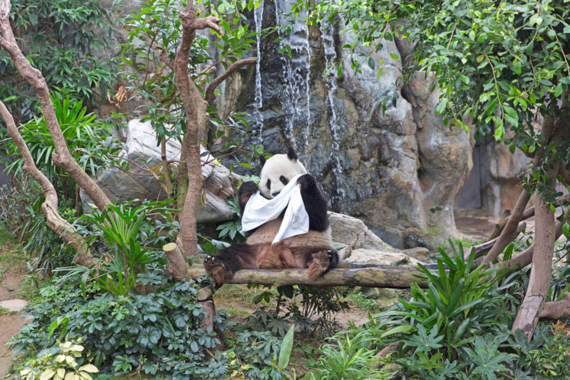 2021年6月3日至30日期間入海洋公園、並已接種最少一劑疫苗的訪客,可每人獲贈一套園內優惠券。(資料圖片) 2021年6月3日至30日期間入海洋公園、並已接種最少一劑疫苗的訪客,可每人獲贈一套園內優惠券。(資料圖片)