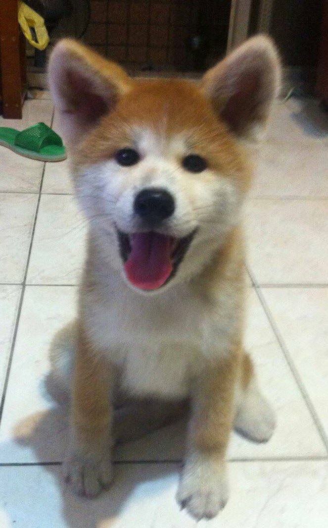 秋田犬 香港01 秋田犬 香港01