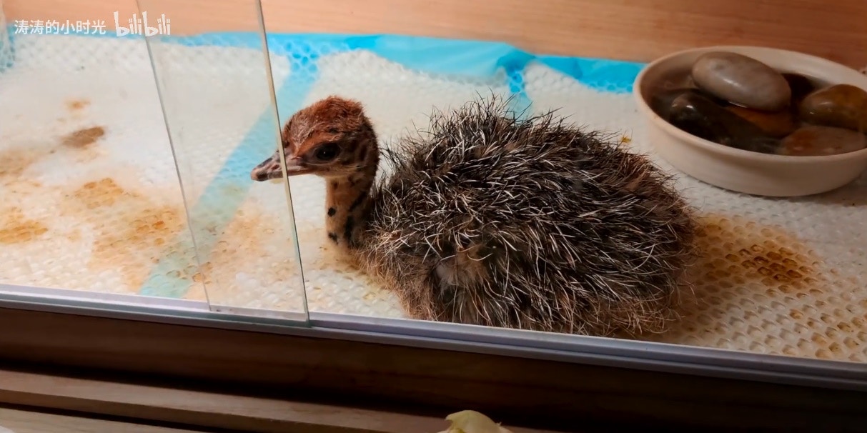 廈門男利用電腦cpu發熱孵化鴕鳥百萬網民圍觀成長動態