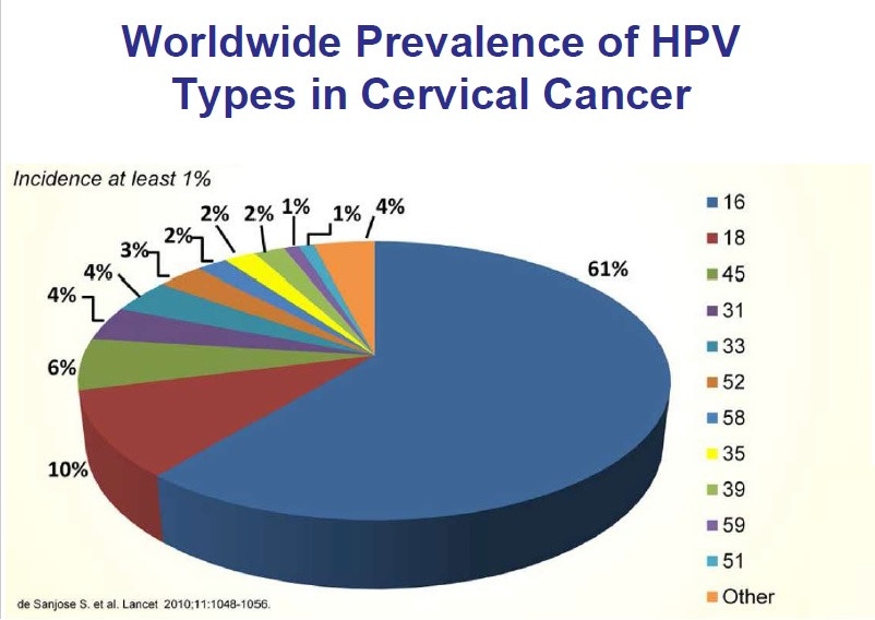 医学界已证实，几乎所有子宫颈癌（99.7%）是由HPV引起。而HPV属高风险类型的有十多种，当中16型和18型会引起大多数相关的癌症。（香港医学会提供图片）