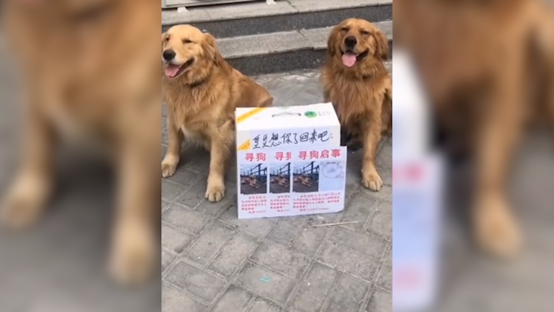 兩隻金毛都希望能盡快找回朋友。(抖音@291832511) 兩隻金毛都希望能盡快找回朋友。(抖音@291832511)