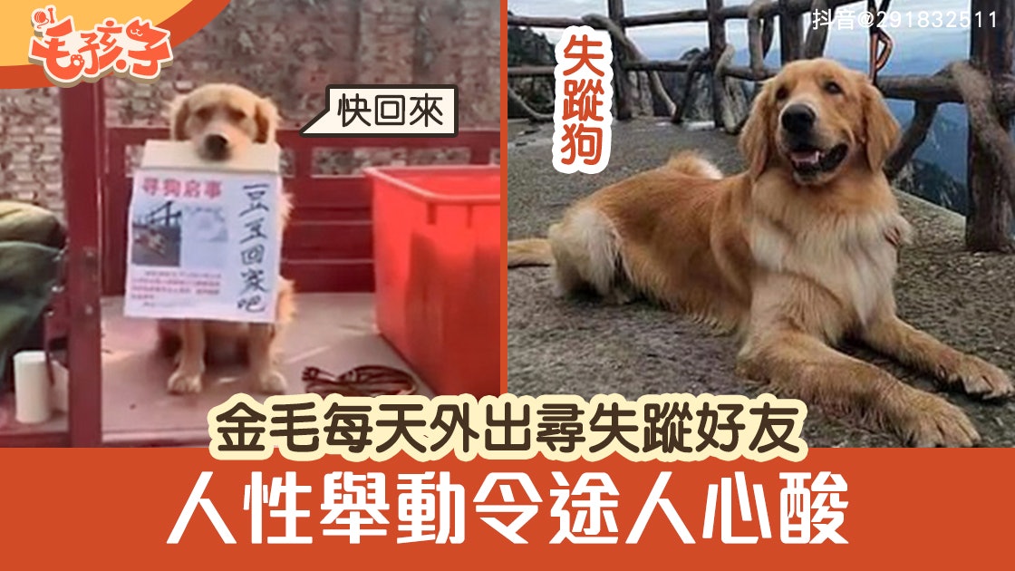金毛尋回犬每日叼紙板外出尋失蹤好友 一個人性舉動令途人超心酸 金毛尋回犬每日叼紙板外出尋失蹤好友 一個人性舉動令途人超心酸
