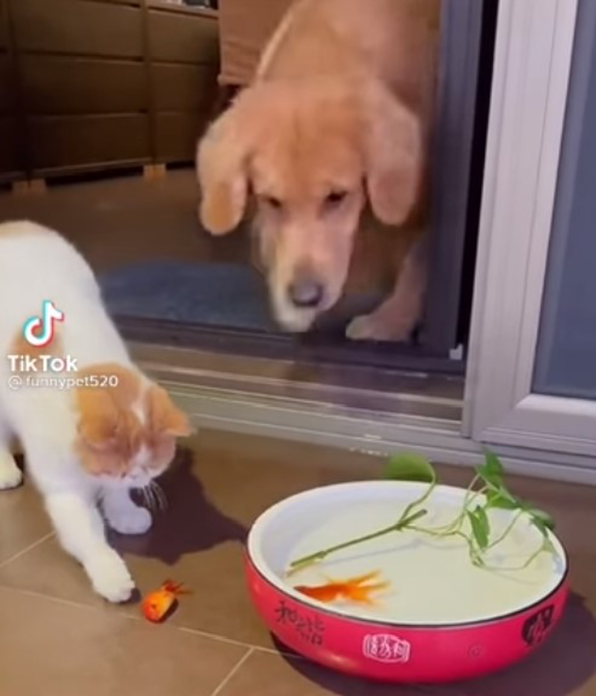 金毛犬朝金魚張開大口,難道是想吃掉牠?(抖音@v562349684) 金毛犬朝金魚張開大口,難道是想吃掉牠?(抖音@v562349684)