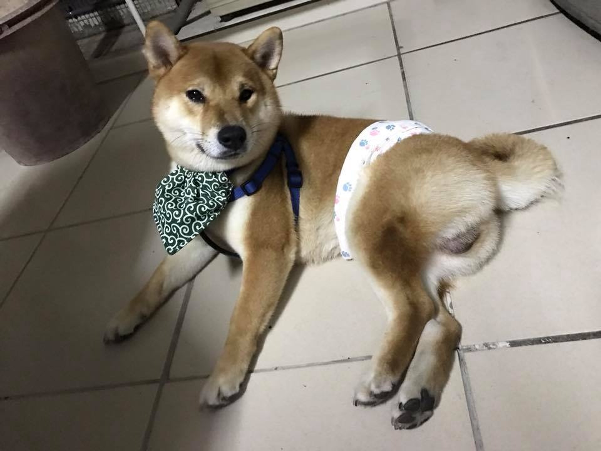 柴犬寒流下散步賴死不走媽想出終極方法帶牠回家 心很累 香港01 寵物 柴犬寒流下散步賴死不走媽想出終極方法帶牠回家 心很累 香港01 寵物