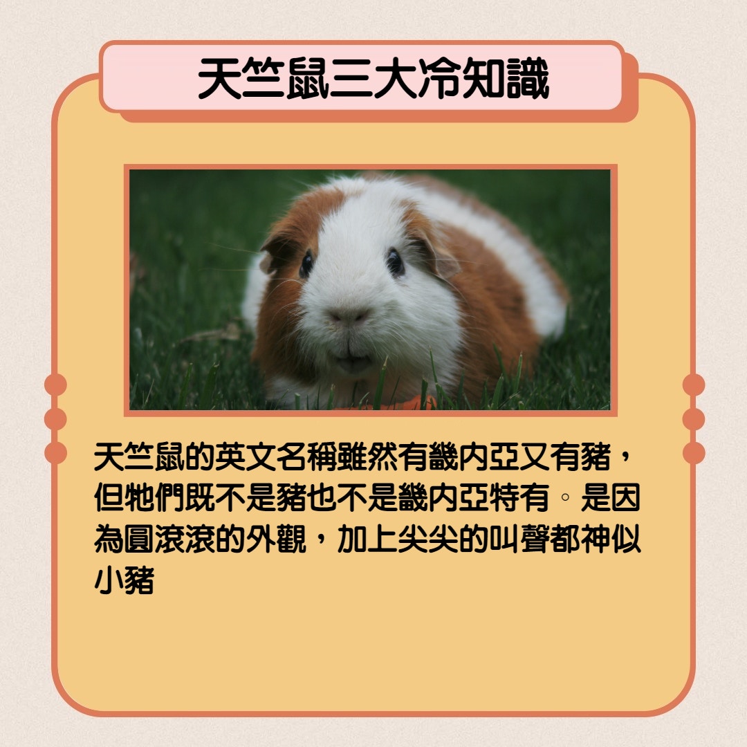 天竺鼠車車 三大超獵奇冷知識選美落敗會被煮還可做成雪糕 香港01 開罐 天竺鼠車車 三大超獵奇冷知識選美落敗會被煮還可做成雪糕 香港01 開罐