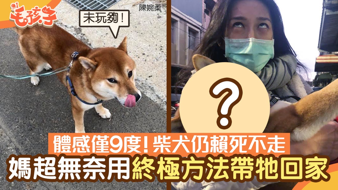 柴犬寒流下散步賴死不走 媽想出終極方法帶牠回家:心很累 柴犬寒流下散步賴死不走 媽想出終極方法帶牠回家:心很累
