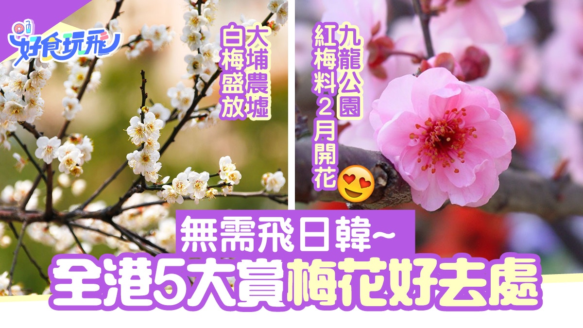 賞梅花香港5大好去處大埔農墟 錦田白梅盛放九龍公園有紅梅