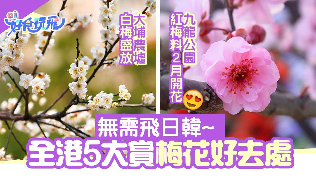 賞梅花香港5大好去處大埔農墟 錦田白梅盛放九龍公園有紅梅 賞梅花香港5大好去處大埔農墟 錦田白梅盛放九龍公園有紅梅