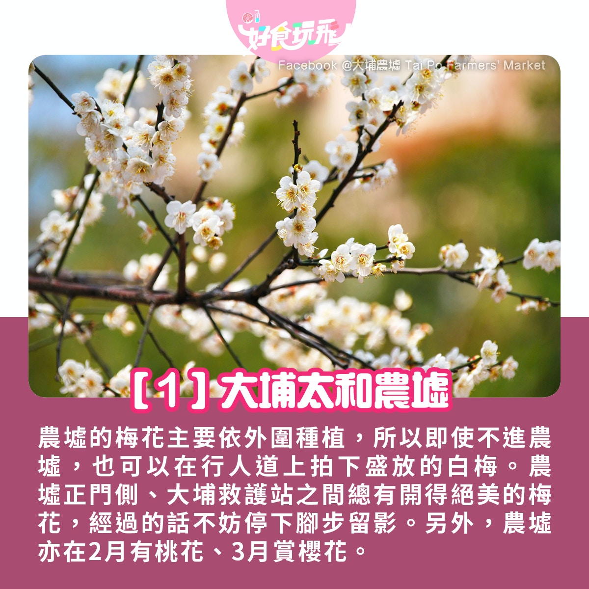 賞梅花香港5大好去處大埔農墟 錦田白梅盛放九龍公園有紅梅