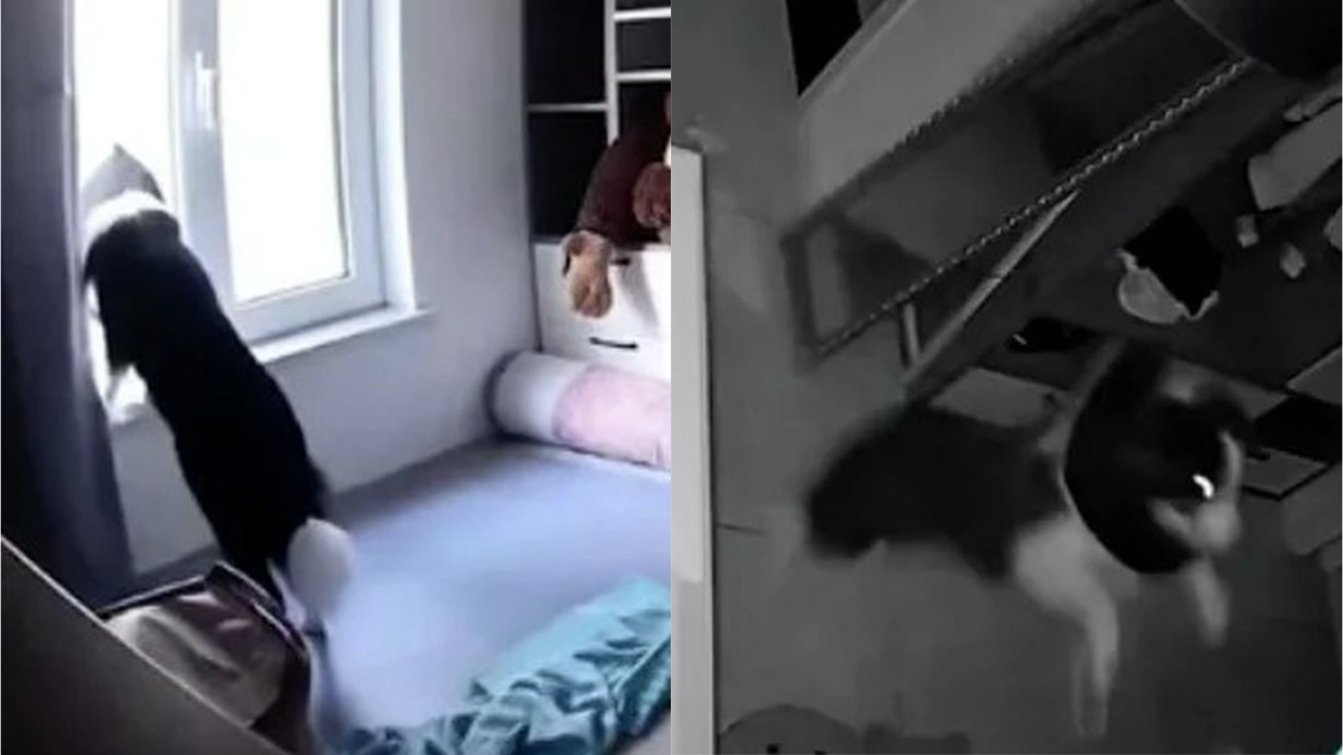 女主人拍下狗狗在家的一天 竟一直做這件事:原來我就是牠的世界 女主人拍下狗狗在家的一天 竟一直做這件事:原來我就是牠的世界