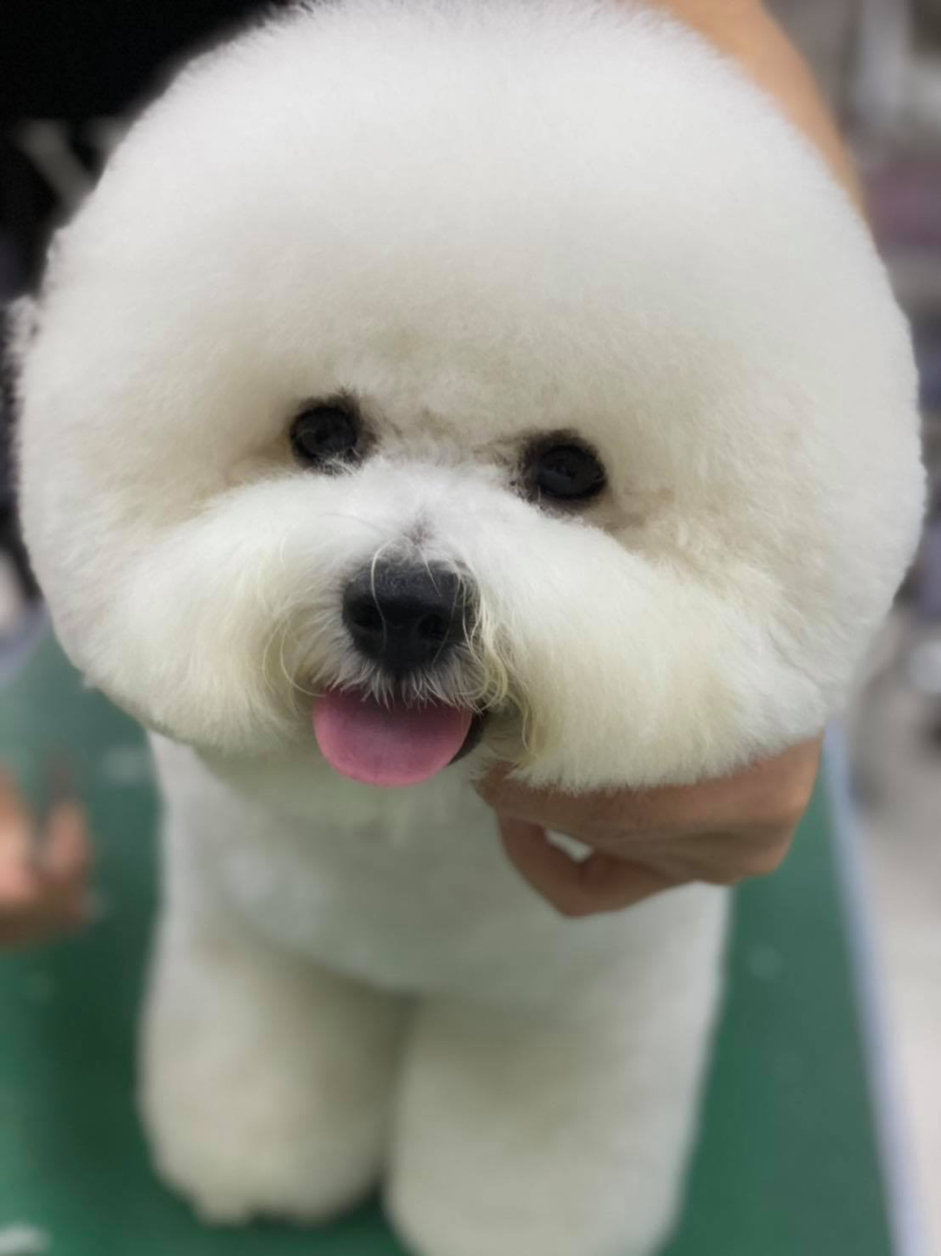 比熊犬 潔癖汪玩具沾到大便傷心流淚洗淨仍嫌棄媽終出絕招擺平 香港01 寵物 比熊犬 潔癖汪玩具沾到大便傷心流淚洗淨仍嫌棄媽終出絕招擺平 香港01 寵物