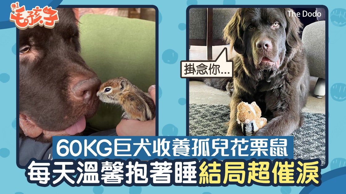 60kg紐芬蘭犬收養花栗鼠每天抱著睡場面溫馨結局卻超催淚 60kg紐芬蘭犬收養花栗鼠每天抱著睡場面溫馨結局卻超催淚