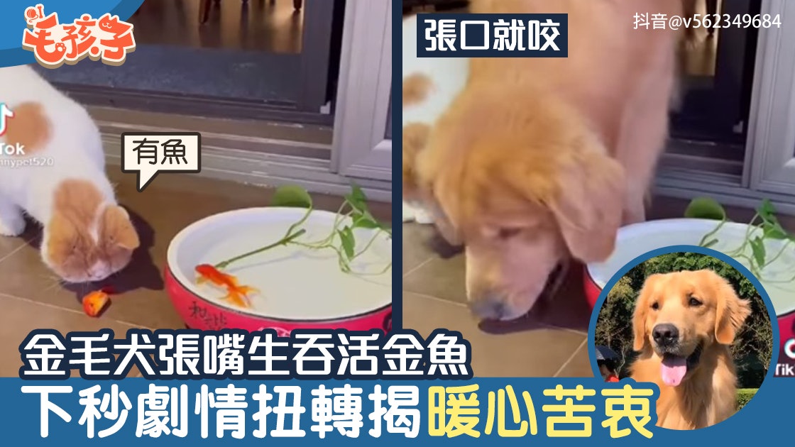 金毛尋回犬張嘴生吞地上活金魚 下秒劇情大扭轉 揭開暖心苦衷 金毛尋回犬張嘴生吞地上活金魚 下秒劇情大扭轉 揭開暖心苦衷