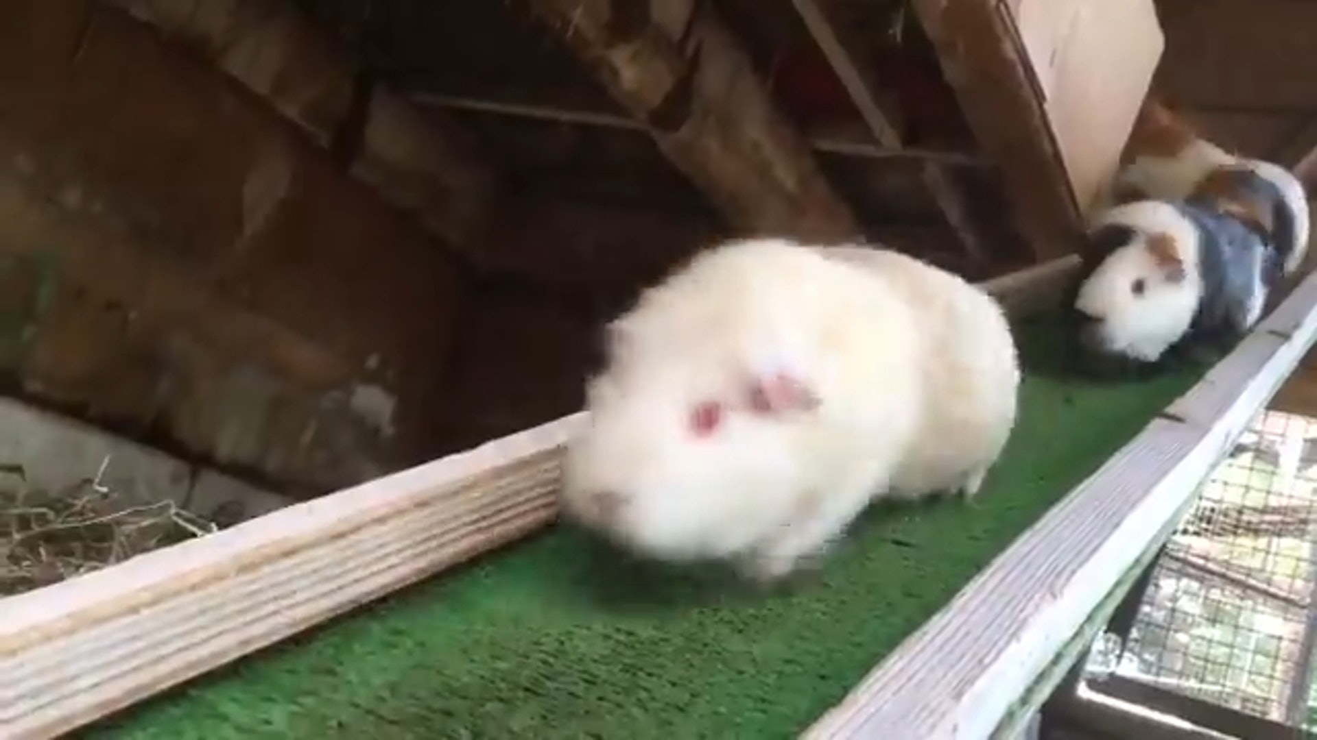 埼玉兒童動物自然公園設有一條讓天竺鼠們自己回家的小道路,讓牠們可以沿着它依序排隊進入小窩,彷彿真實上演超療癒的《天竺鼠車車》。(Twitter截圖 / @saitamazoo_tw) 埼玉兒童動物自然公園設有一條讓天竺鼠們自己回家的小道路,讓牠們可以沿着它依序排隊進入小窩,彷彿真實上演超療癒的《天竺鼠車車》。(Twitter截圖 / @saitamazoo_tw)