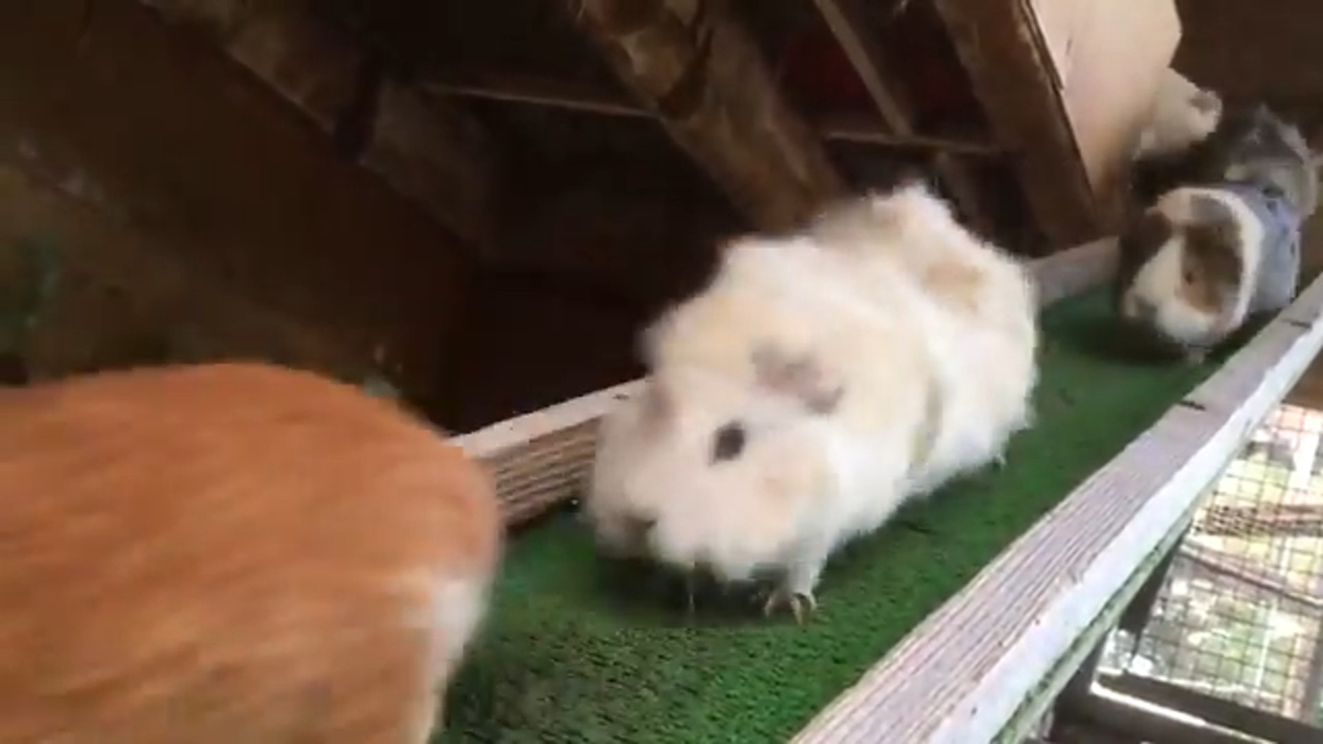 埼玉兒童動物自然公園設有一條讓天竺鼠們自己回家的小道路,讓牠們可以沿着它依序排隊進入小窩,彷彿真實上演超療癒的《天竺鼠車車》。(Twitter截圖 / @saitamazoo_tw) 埼玉兒童動物自然公園設有一條讓天竺鼠們自己回家的小道路,讓牠們可以沿着它依序排隊進入小窩,彷彿真實上演超療癒的《天竺鼠車車》。(Twitter截圖 / @saitamazoo_tw)