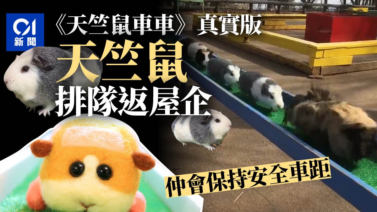 天竺鼠車車 真實版日動物園上演依序排隊返屋企萌樣熱爆網絡 香港01 環球趣聞