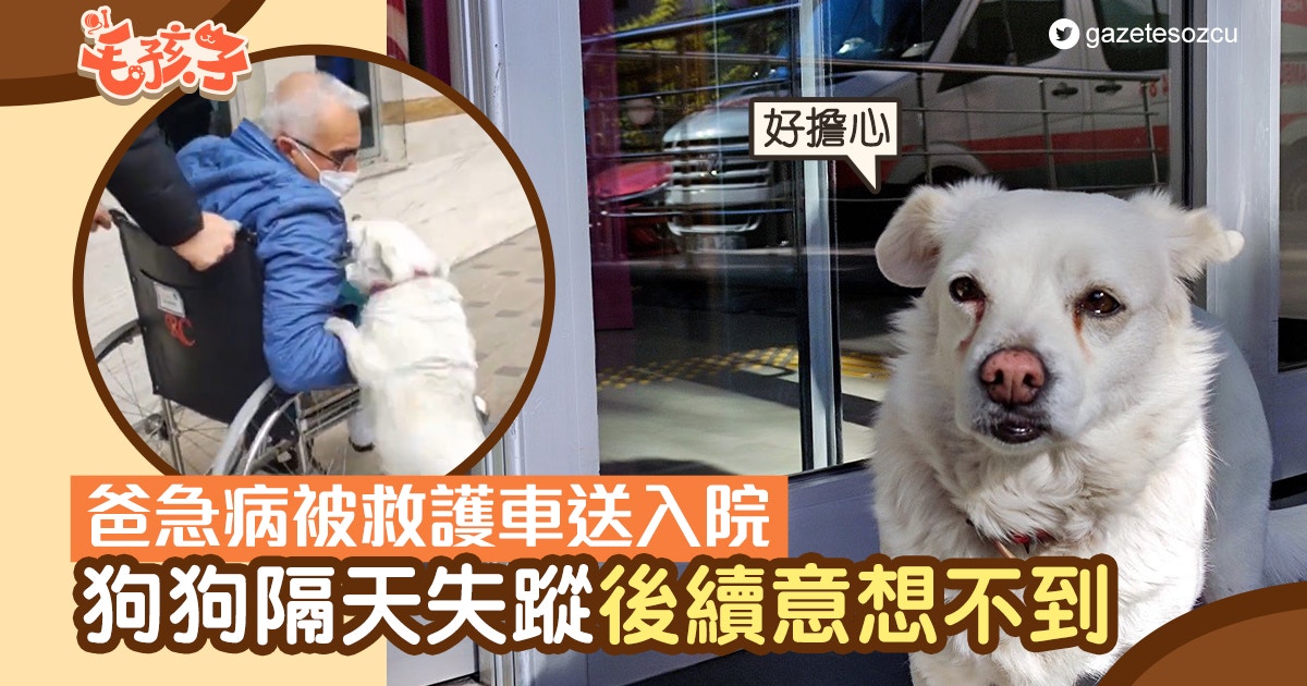 土耳其 狗狗見爸不適被救護車送走忠犬隔天失蹤後續意想不到 香港01 寵物