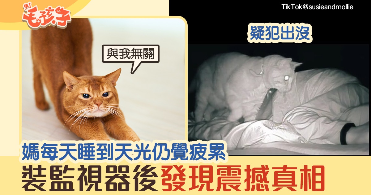 頑皮貓|媽每天睡醒仍覺很累回看監視器才發現震撼真相|香港01|寵物
