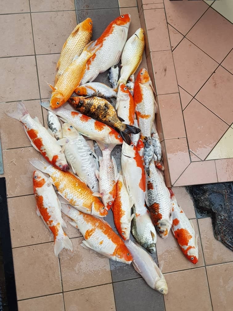 錦鯉缺氧全部死晒大馬女免浪費魚屍煲湯還稱 國王傳統食譜