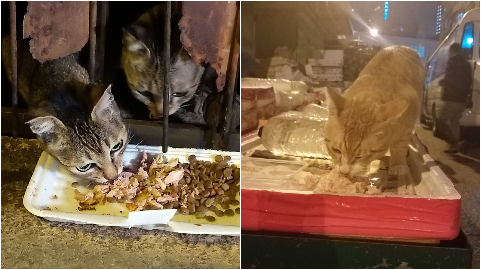 佐敦封區｜禁足半日終重獲自由　天下貓貓版主頻撲3小時餵30貓