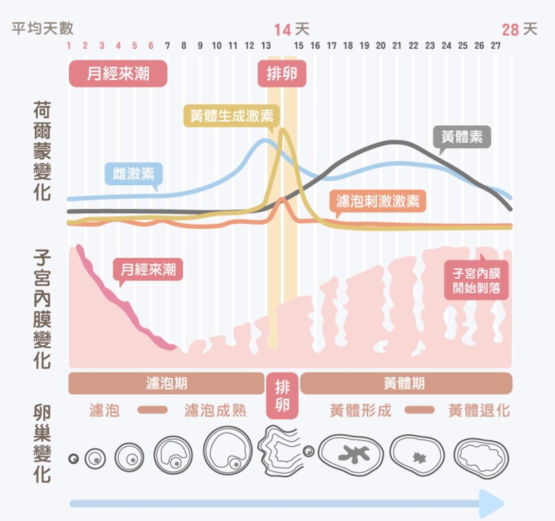 正常的月經週期(圖片:medpartner) 正常的月經週期(圖片:medpartner)