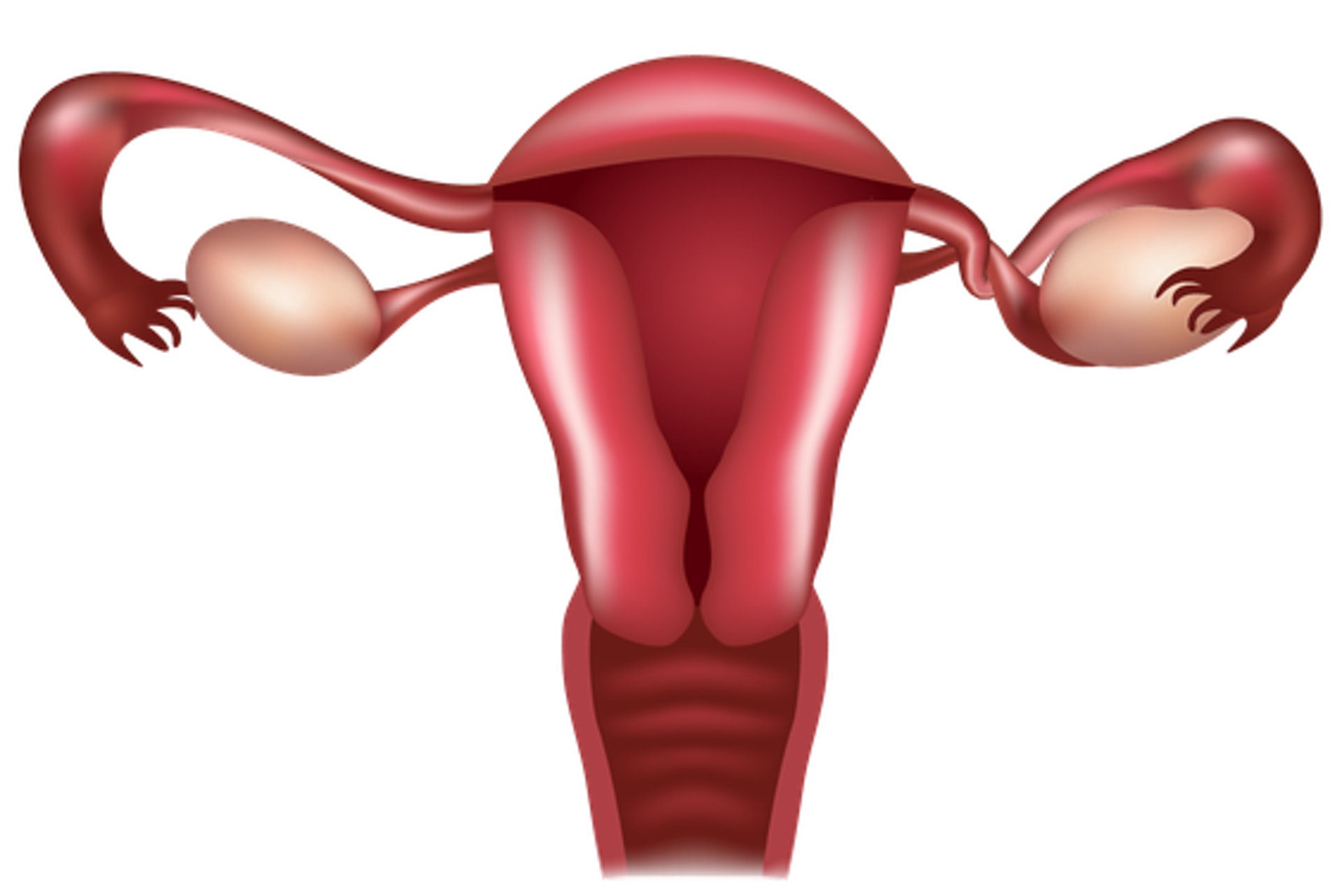 (圖片:fertilitysa) (圖片:fertilitysa)