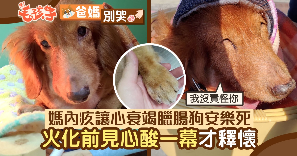 犬腎不全末期 プロ野球髪型