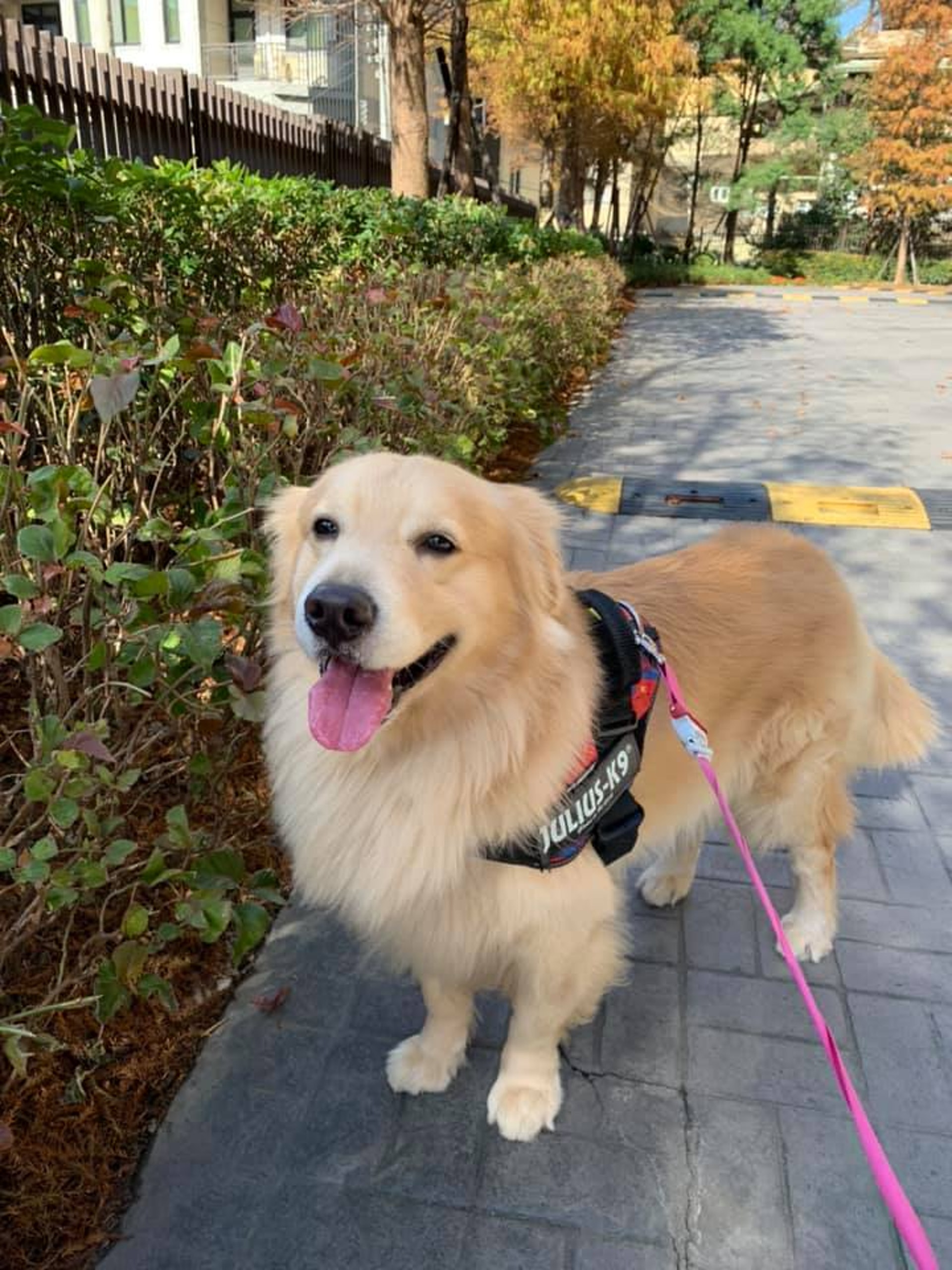 金毛尋回犬「包包」擁有招財的特殊能力。(受訪者提供) 金毛尋回犬「包包」擁有招財的特殊能力。(受訪者提供)