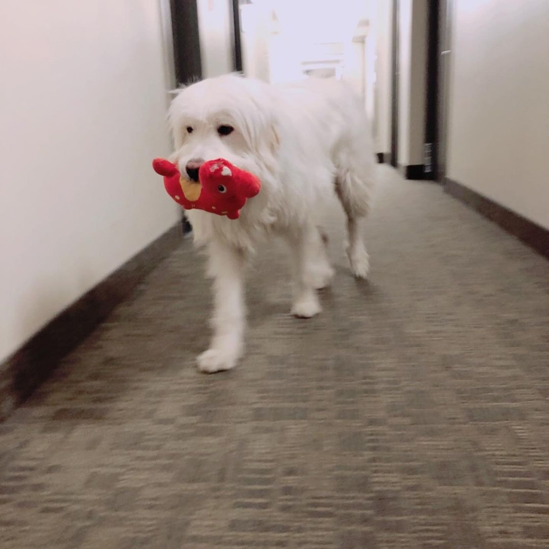 45kg大白熊犬帶公仔散步遭狗狗搶劫網民得知搶匪真身秒笑翻