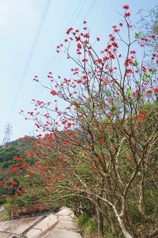 刺桐花（野外動向授權使用）