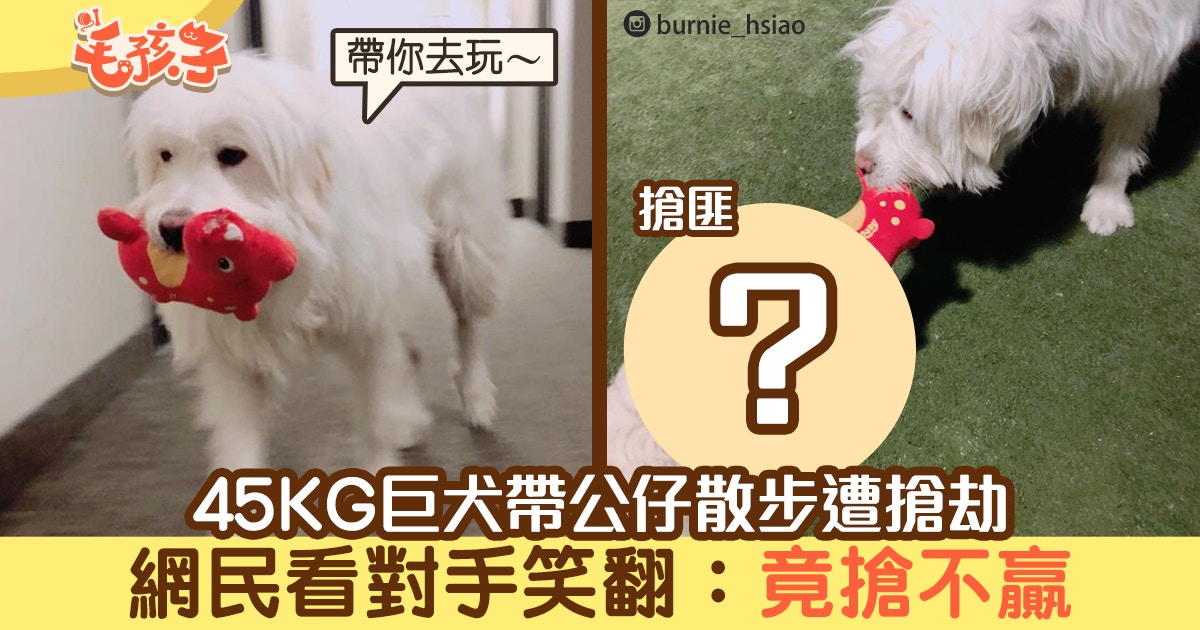 45kg大白熊犬帶公仔散步遭狗狗搶劫網民得知搶匪真身秒笑翻