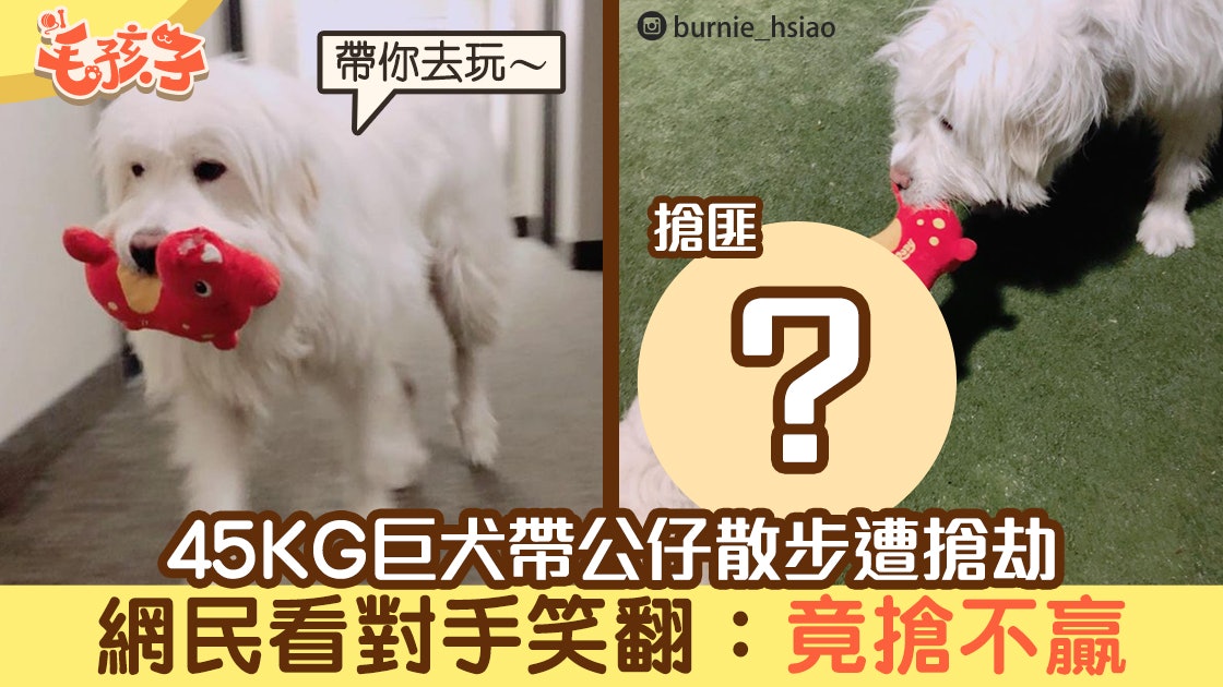 45kg大白熊犬帶公仔散步遭狗狗搶劫網民得知搶匪真身秒笑翻 45kg大白熊犬帶公仔散步遭狗狗搶劫網民得知搶匪真身秒笑翻