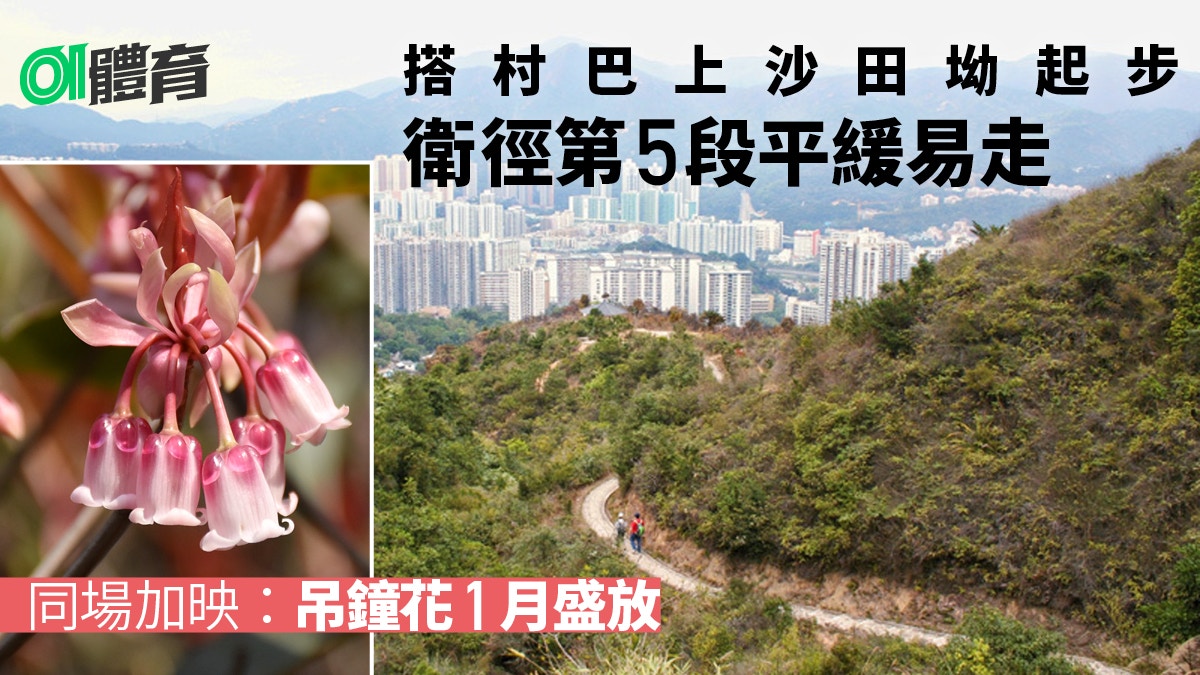 衛奕信徑五段｜沙田坳至九龍水塘以落山為主　輕鬆欣賞沙田景色