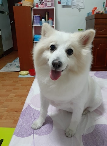 狗狗樣子可愛，媽媽待牠如親兒子一樣。（受訪者提供）
