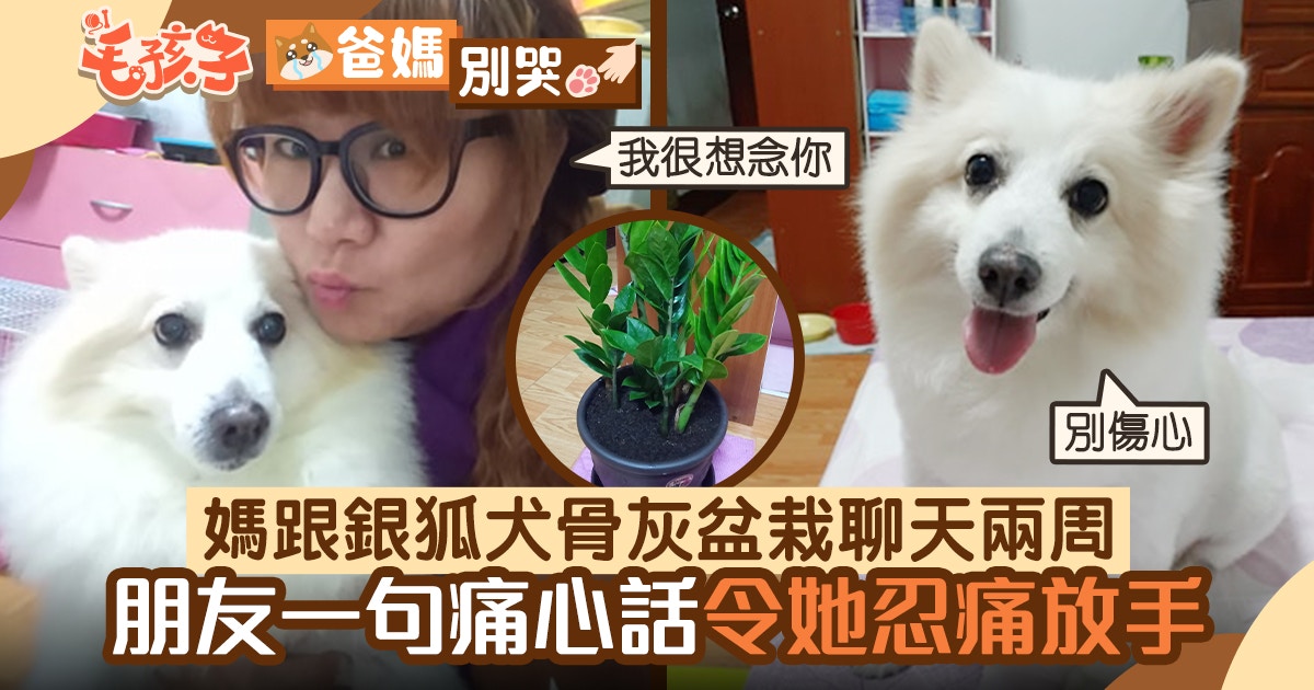 銀狐犬｜媽跟狗骨灰盆栽聊天兩星期　朋友一句痛心話令她忍痛放手