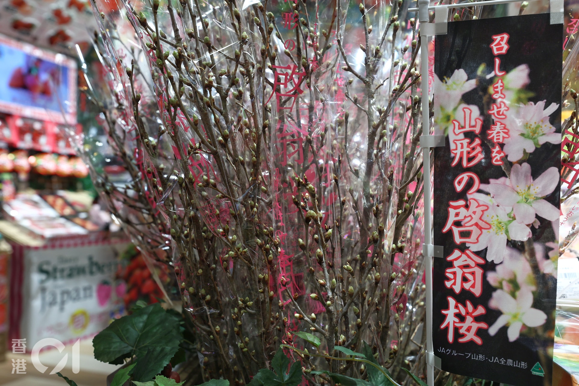 DONKI驚安之殿堂由日本直送的櫻花品種「啟翁櫻」,售價為98元一束(一般三枝),擺放在家中種植,感受日本賞櫻的感覺。(張浩維攝) DONKI驚安之殿堂由日本直送的櫻花品種「啟翁櫻」,售價為98元一束(一般三枝),擺放在家中種植,感受日本賞櫻的感覺。(張浩維攝)