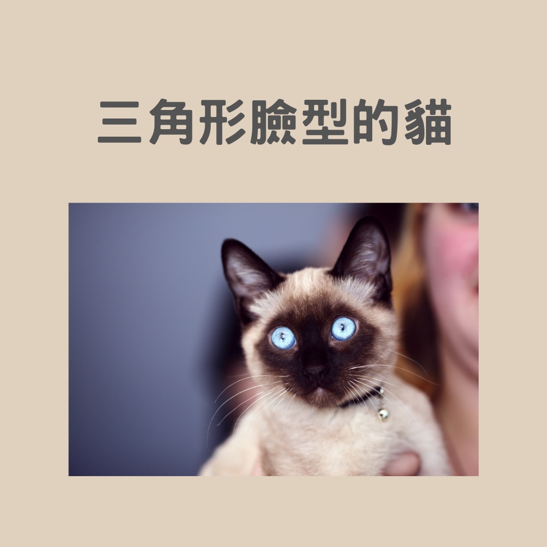 貓貓面型看牠們性格（01製圖／Unsplash：sharon-mccutcheon）