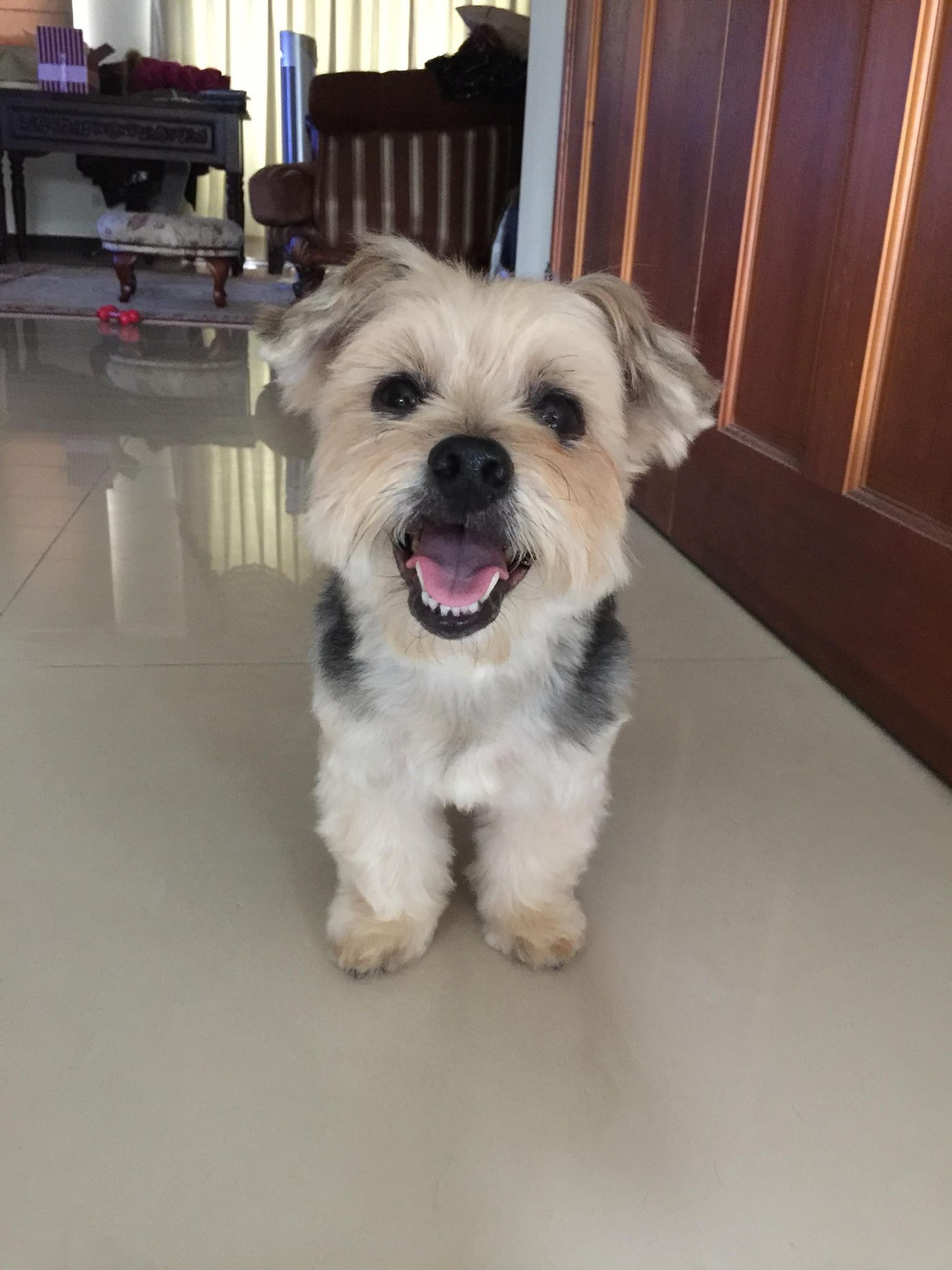 14歲約瑟爹利犬患腎衰竭離世媽每天帶狗骨灰上落樓藏心酸原因