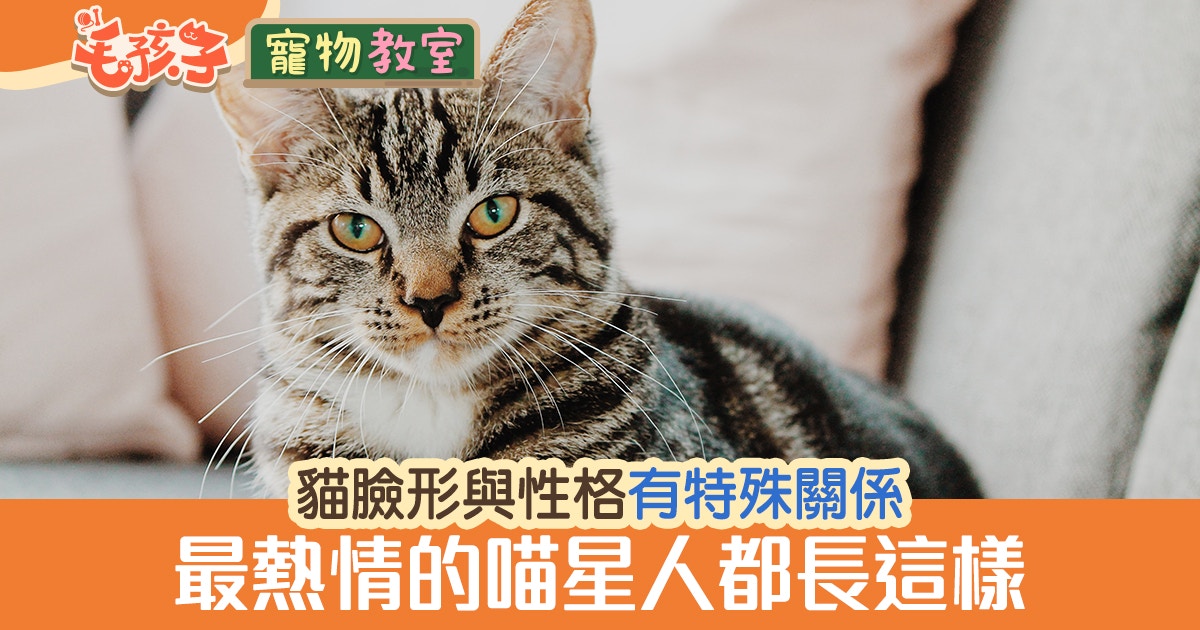 貓咪臉型反映性格？三角形臉的貓通常較熱情