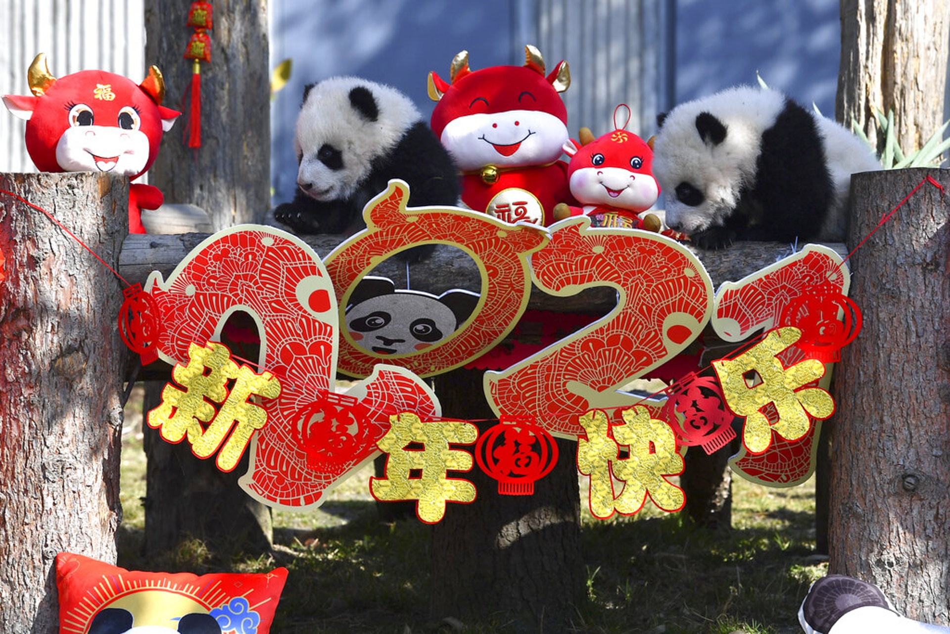2021牛年:圖為2月3日位於中國四川的臥龍國家級自然保護區內,幼熊貓在攀爬一個有2021字樣的裝飾用裝置。2月3日當天有10隻幼熊貓在保護區內首次公開亮相。(AP) 2021牛年:圖為2月3日位於中國四川的臥龍國家級自然保護區內,幼熊貓在攀爬一個有2021字樣的裝飾用裝置。2月3日當天有10隻幼熊貓在保護區內首次公開亮相。(AP)