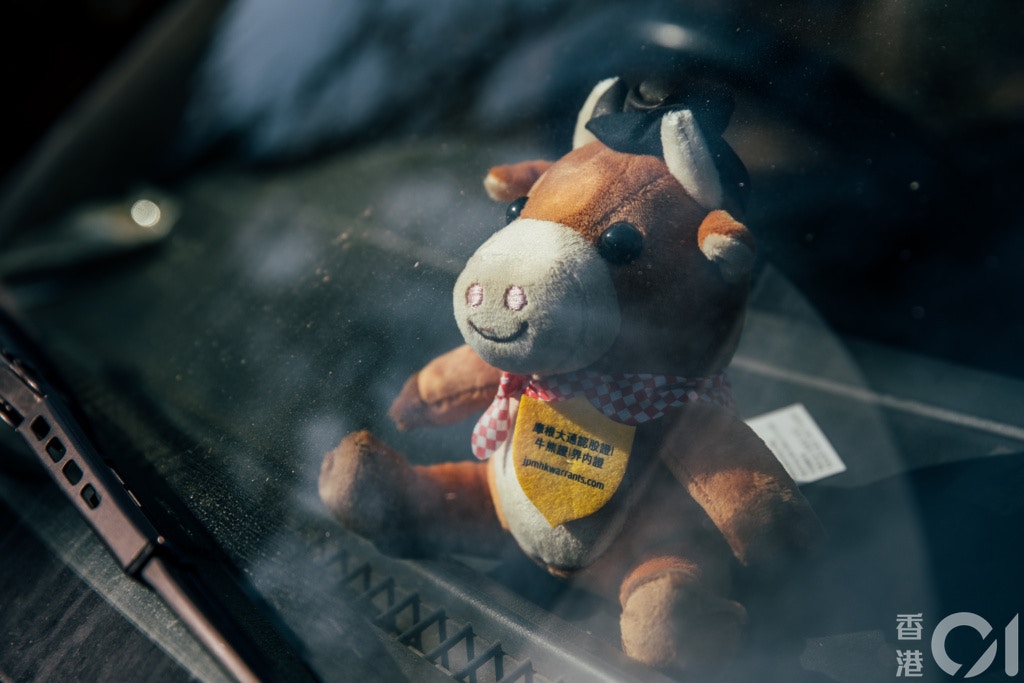 與跛腳牛的約定由素人變牛媽日日出動冀政府勿把大嶼牛趕絕