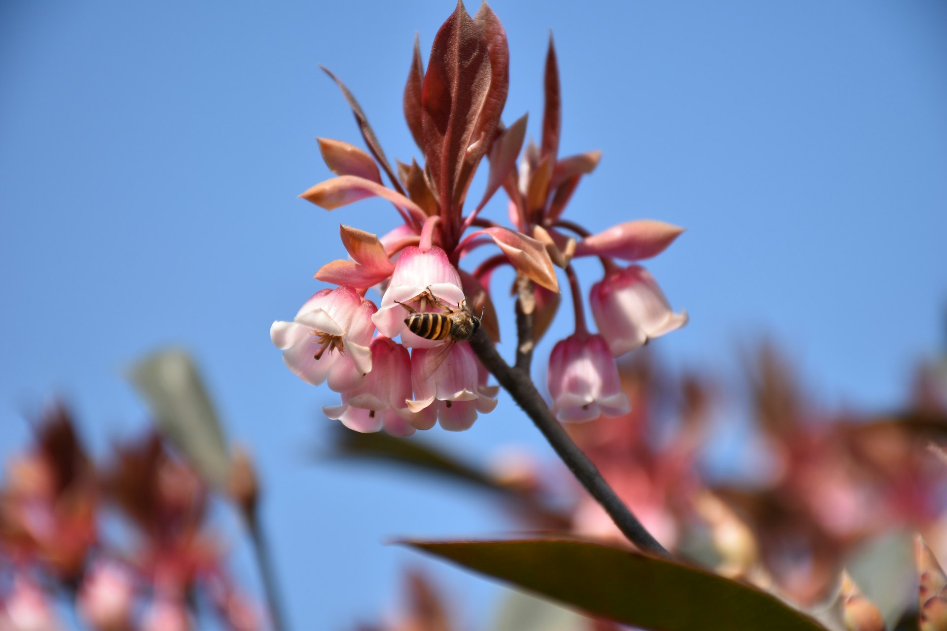 行山時經常會見到蜜蜂,有時河水不犯井水,有時不知為何會纏繞住你。(顏銘輝攝) 行山時經常會見到蜜蜂,有時河水不犯井水,有時不知為何會纏繞住你。(顏銘輝攝)