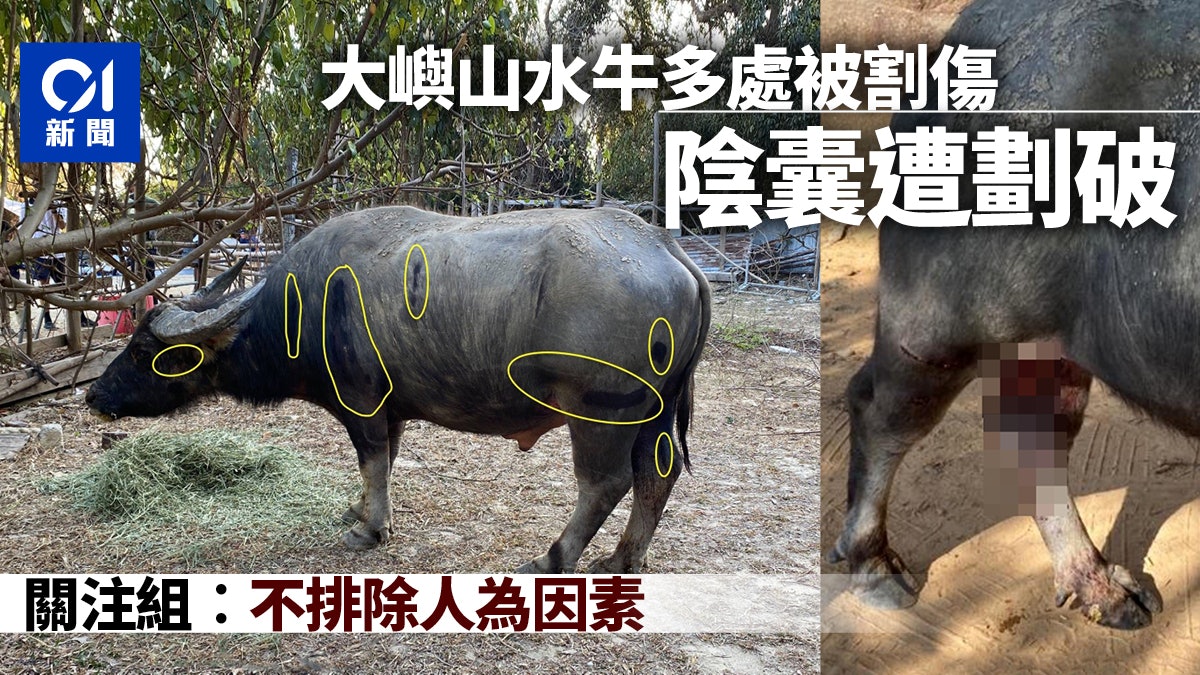 大嶼山貝澳水牛多處被割傷 陰囊遭劃破 關注組:不排除人為因素 大嶼山貝澳水牛多處被割傷 陰囊遭劃破 關注組:不排除人為因素