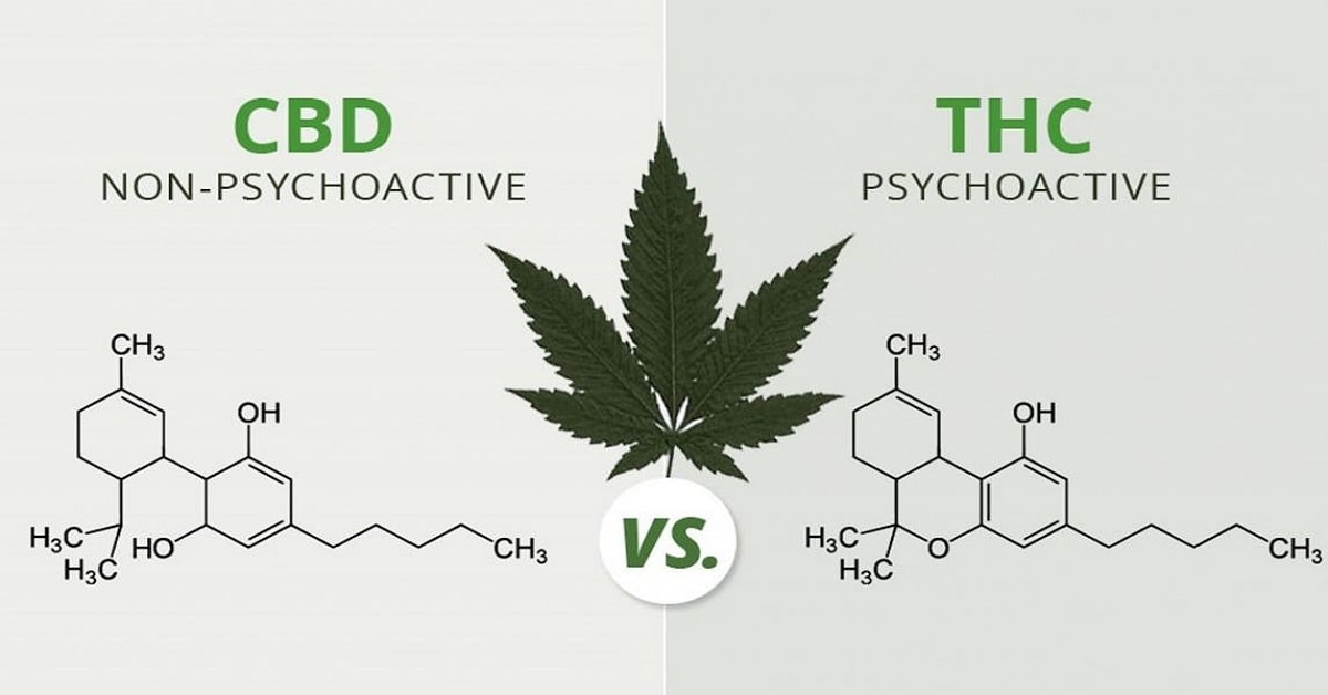 Cbd 大麻二酚 竟成護膚新趨勢 暫未有規管消費者應小心使用