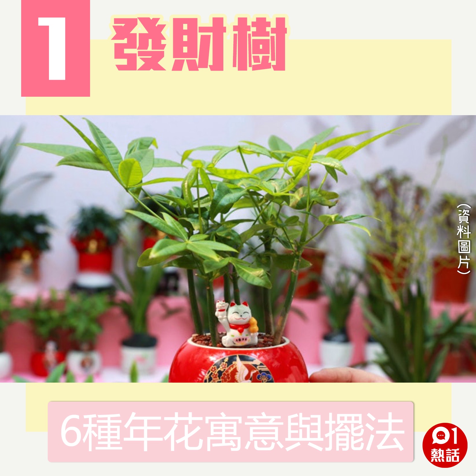 牛年21開運年花擺法桃花放呢度易脫單犯太歲者擺錯位行衰運 香港01 熱爆話題