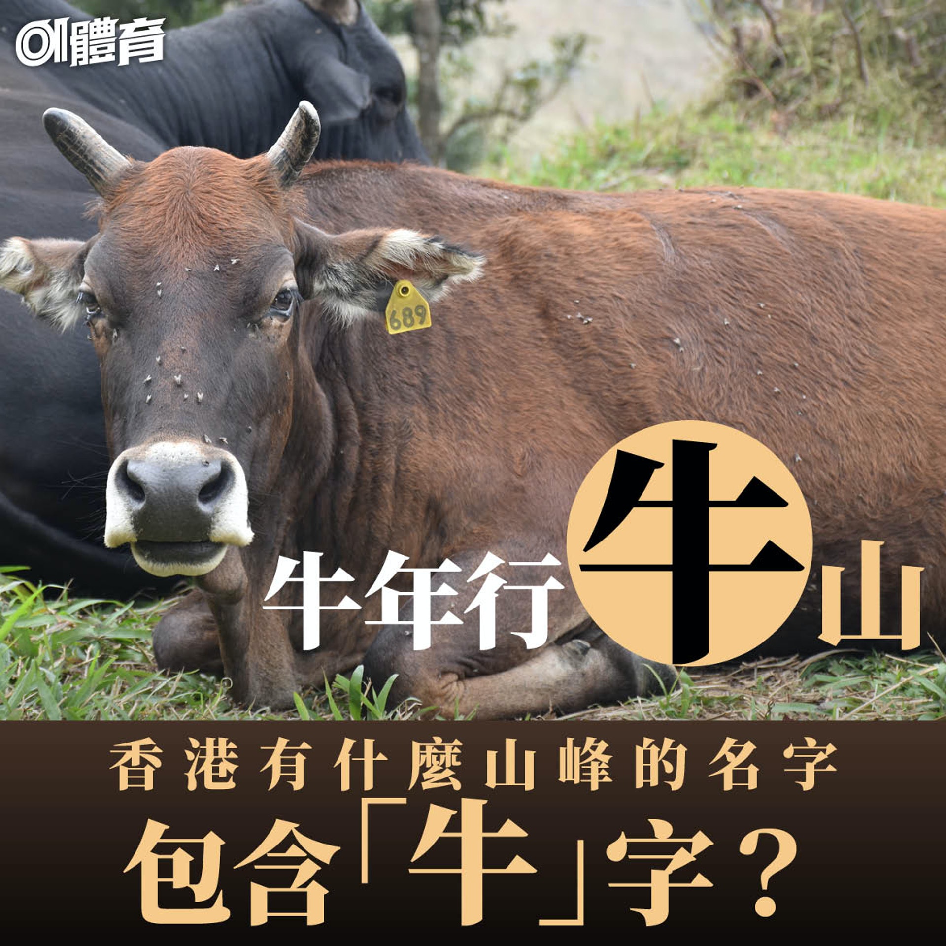 香港哪些山名包含「牛」字?(01美術製圖) 香港哪些山名包含「牛」字?(01美術製圖)