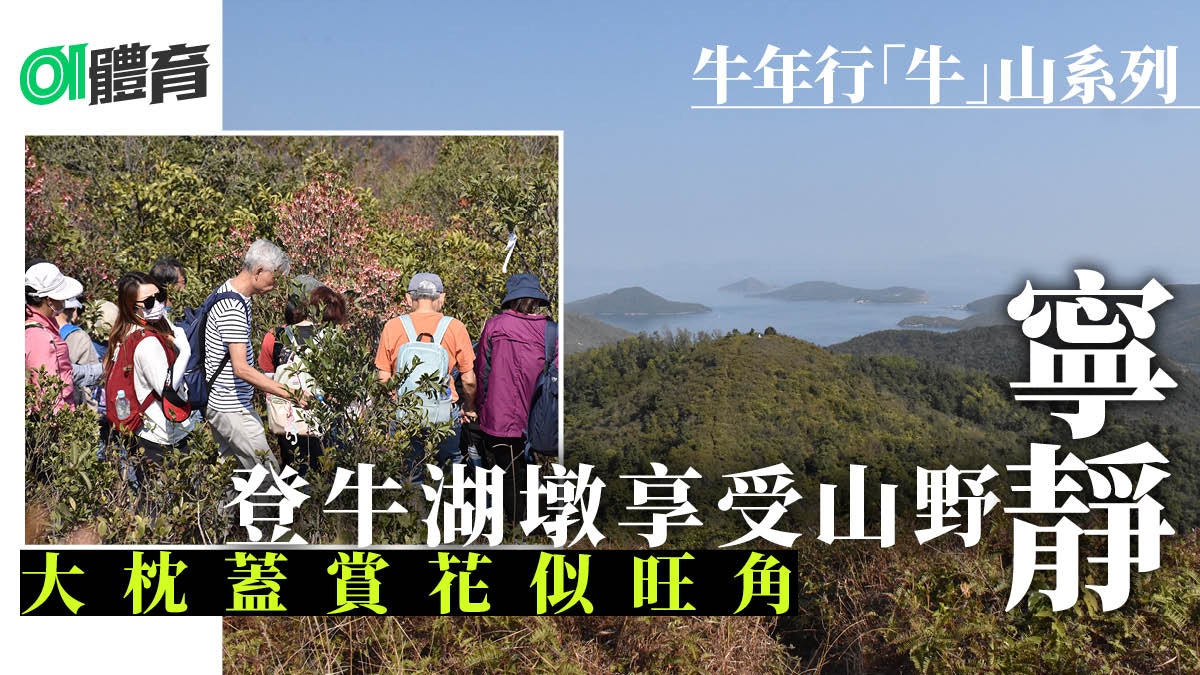 西貢行山路線｜牛年行冷門人少牛湖墩　上大枕蓋看吊鐘花人山人海