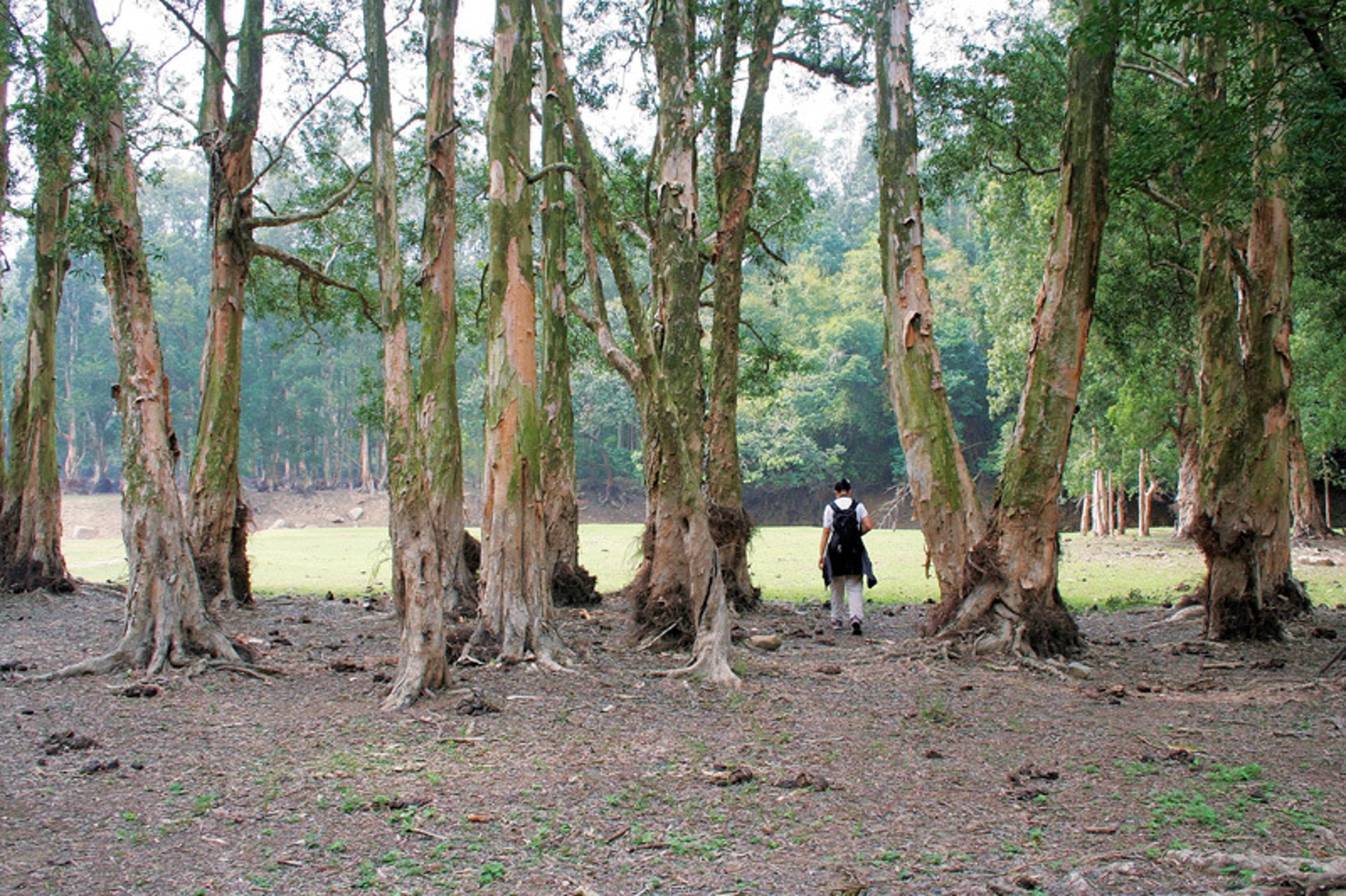 白千層露出水面(野外動向授權使用) 白千層露出水面(野外動向授權使用)