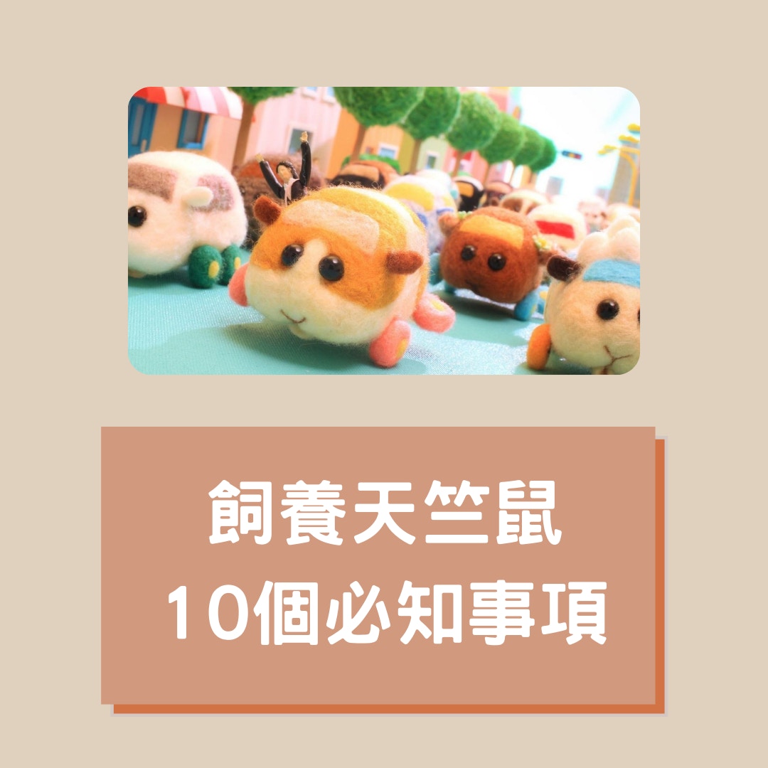 飼養天竺鼠10個必知事項（01製圖，《天竺鼠車車》劇照）